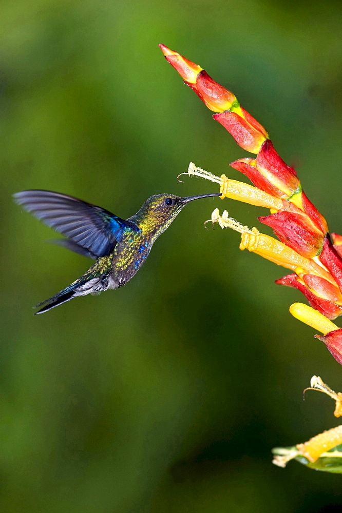 Green-crowned Woodnymph hummingbird heading for blossom side view Ecuador South America Animals