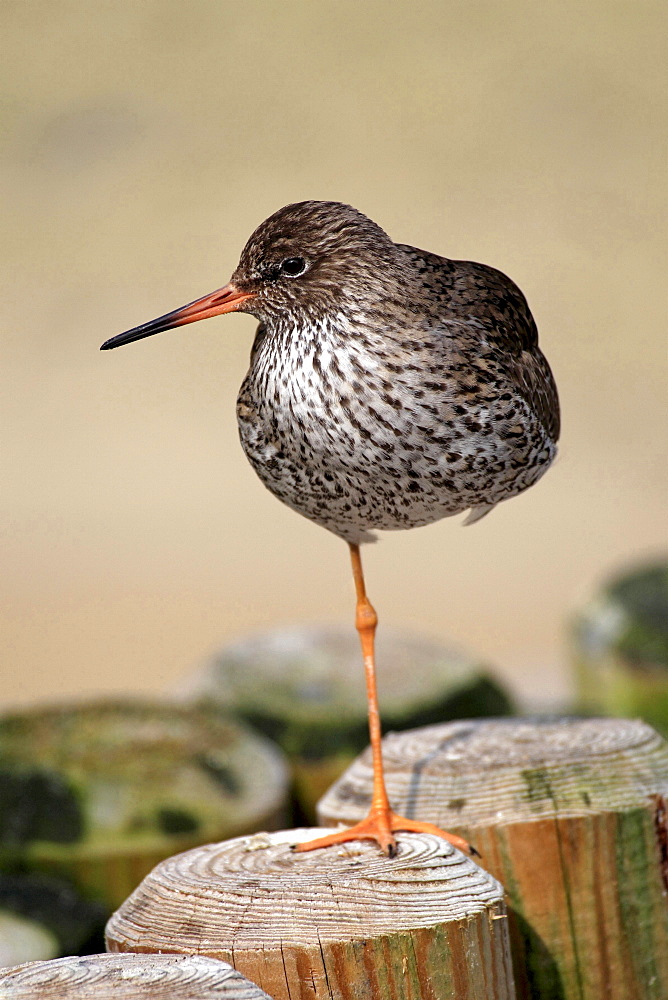 redshank redshank on wooden stake portrait Germany