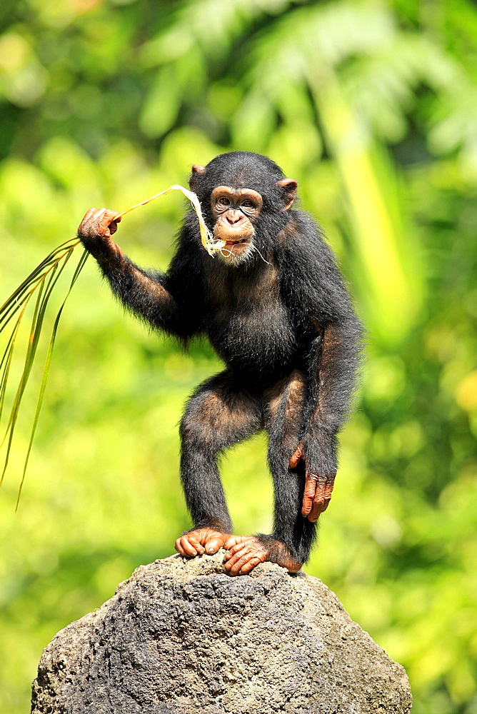 chimpanzee young chimpanzee standing eating on rock portrait Africa