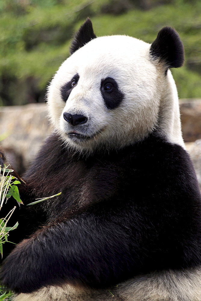 giant panda giant panda sitting eating portrait Zoo Adelaide Australien