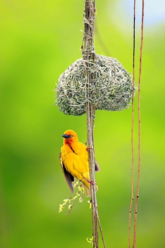 Cape weaver Cape weaver on nest portrait Stellenbosch Sudafrika Afrika