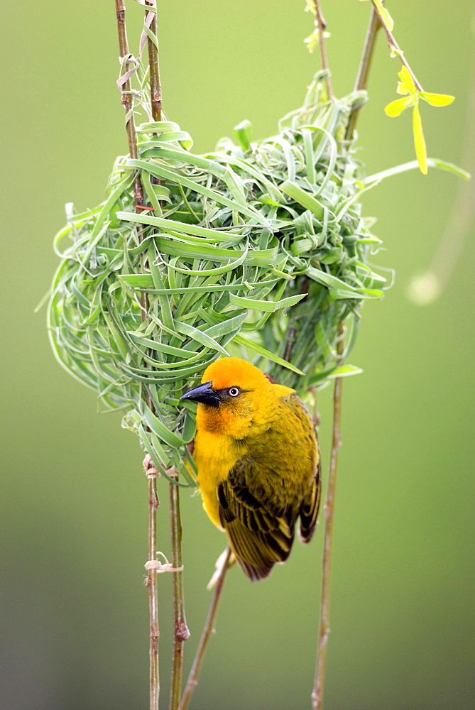 Cape weaver Cape weaver building on nest portrait Stellenbosch Sudafrika Afrika