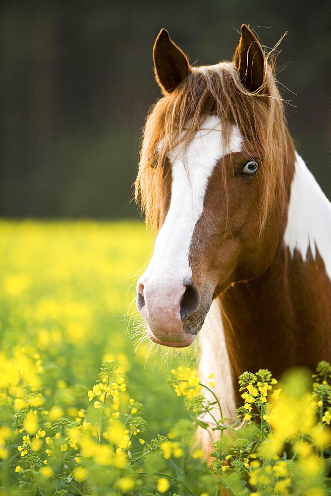 horse American Paint Horse gelding name: Leo in field portrait Germany Europe