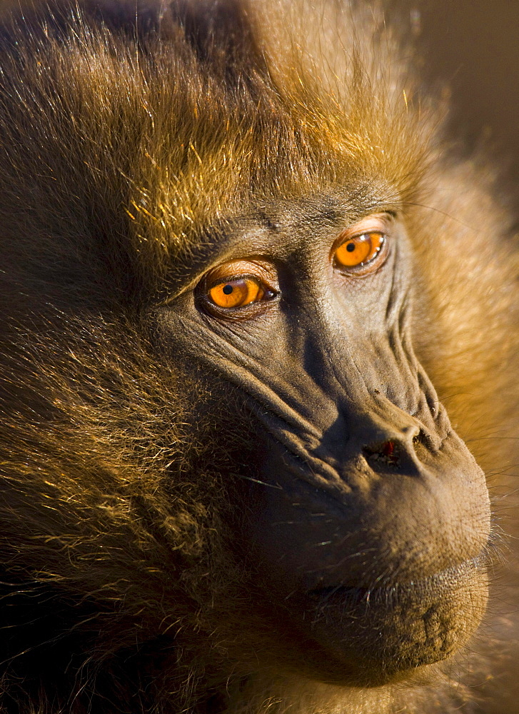 gelada baboon portrait baboon Simien Mountains National Park Ethiopia Africa Animals