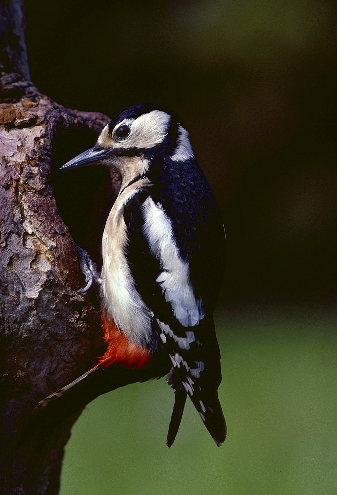 great spotted woodpecker