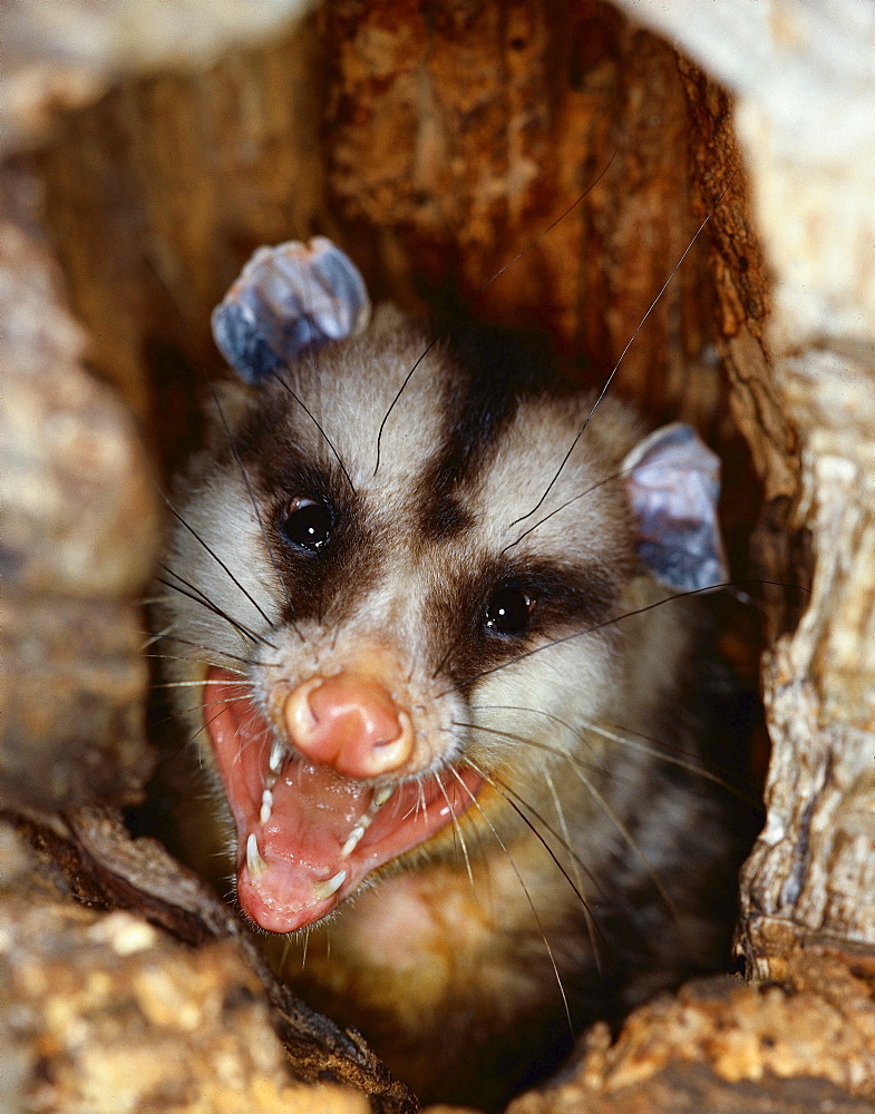 white-eared opossum portrait opossum in tree hole Uruguay South America