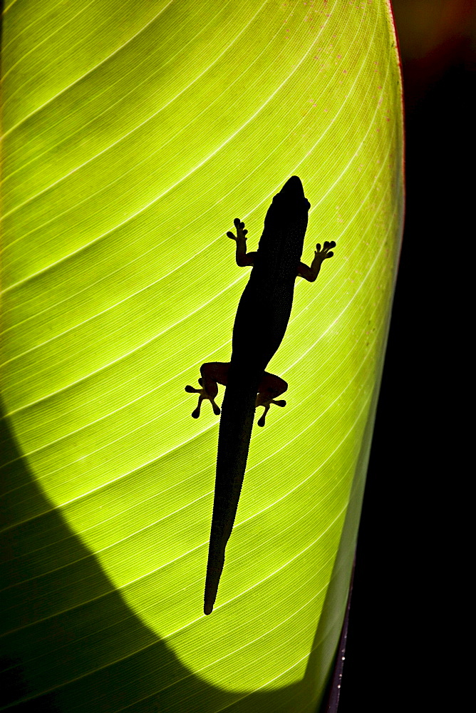 gold dust day gecko silhouette of a day gecko backlit on a ginger leaf Hawaii