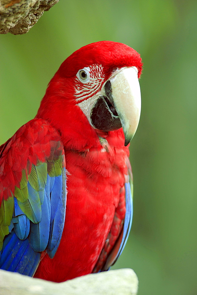 red-blue-and-green macaw or green-winged macaw ara sitting portrait South America