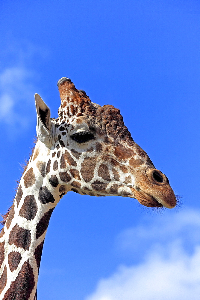 reticulated giraffe reticulated giraffe head portrait side view Africa