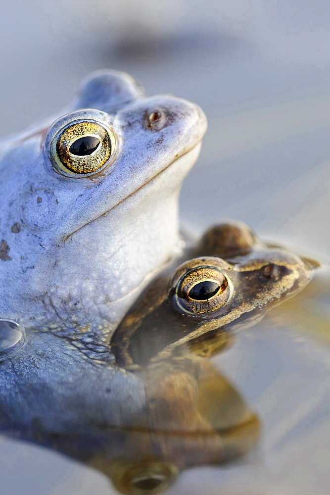 moor frog mating moor frogs in water of pond behavior