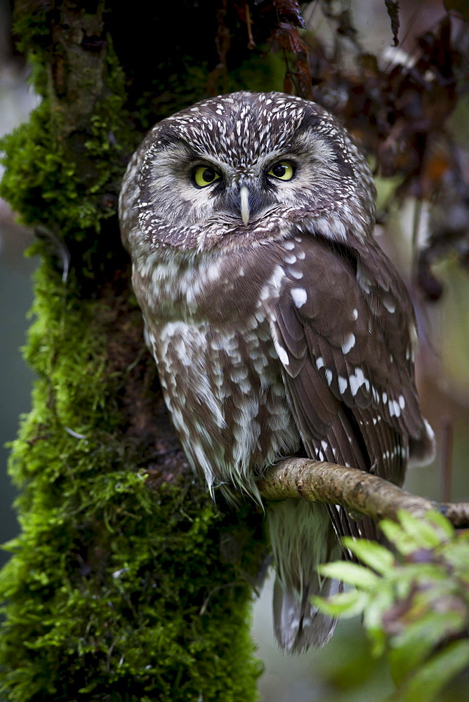 Tengmalm's owl owl sitting on branch portrait