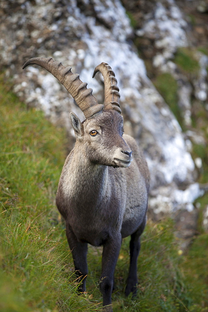 Alpine ibex male Switzerland Europe