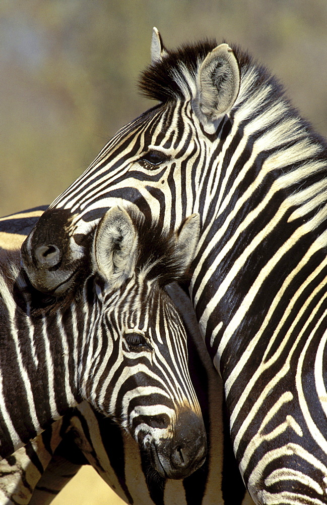 Burchell's zebra close-up of zebra mother and foal