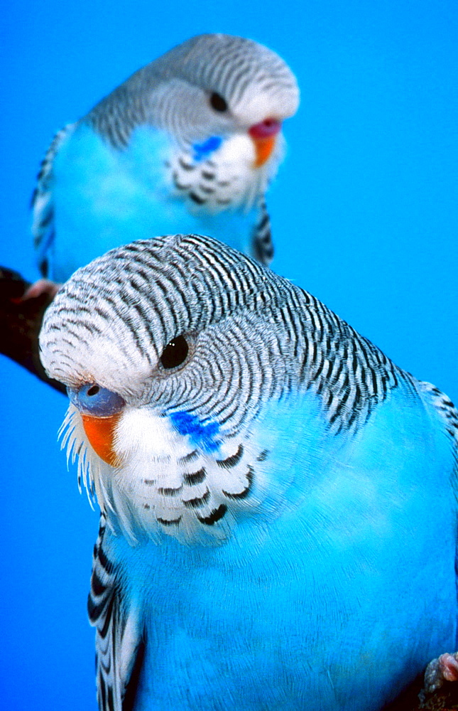 budgerigar