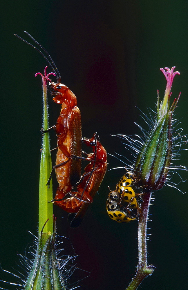 common red soldier beetle soldier beetle 22-spotted ladybird beetle 22-spotted ladybird beetle