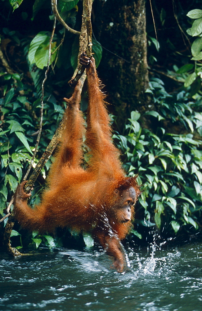 orang utan hanging over brook playing