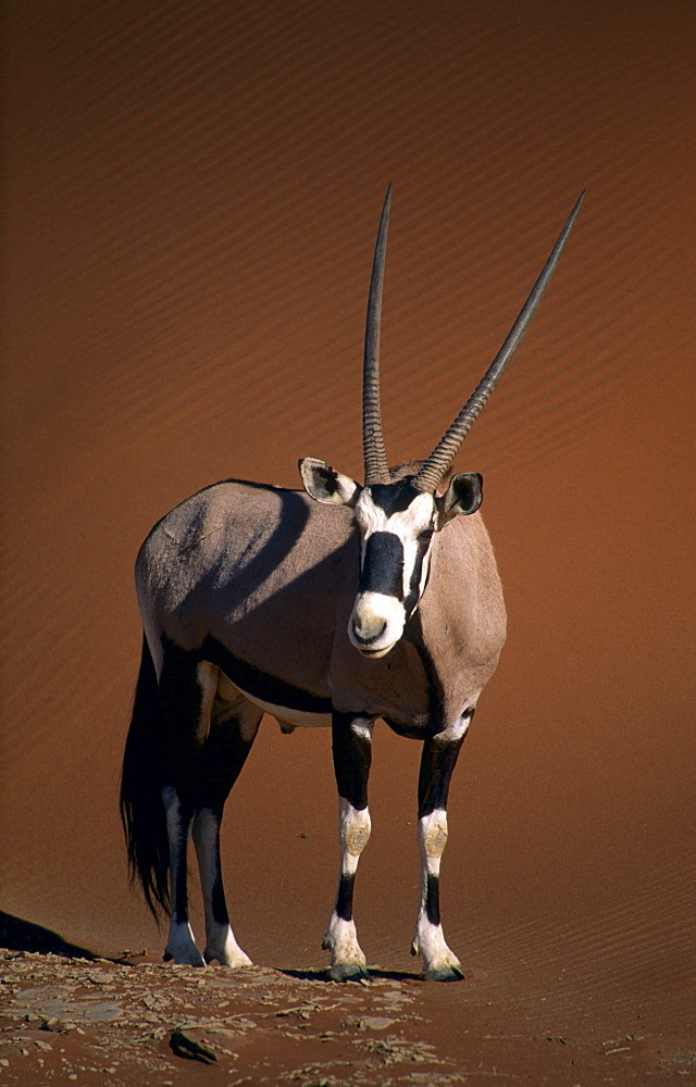 oryx or gemsbok standing