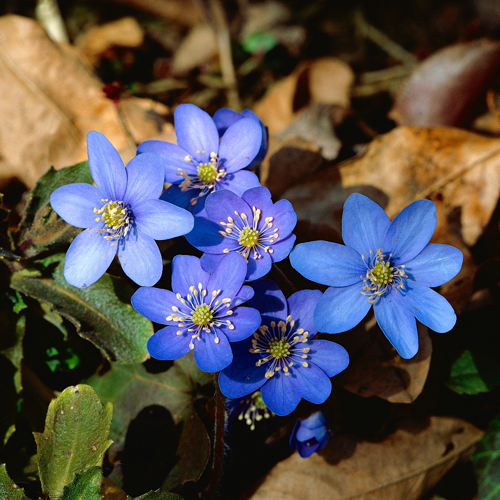 common hepatica or liverwort hepatica or wild anemone (Hepatica nobilis syn. Anemone hepatica Hepatica nobilis oder Anemone hepatica)