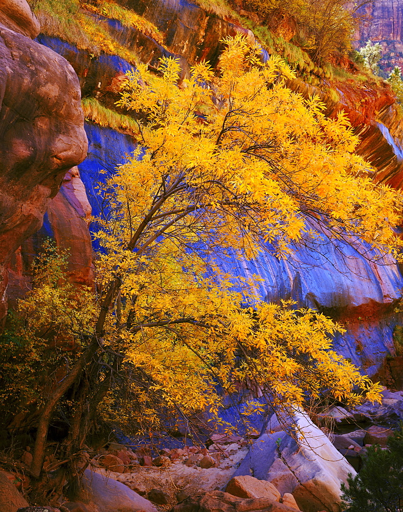 fall colour and cliff face along Pine Creek USA