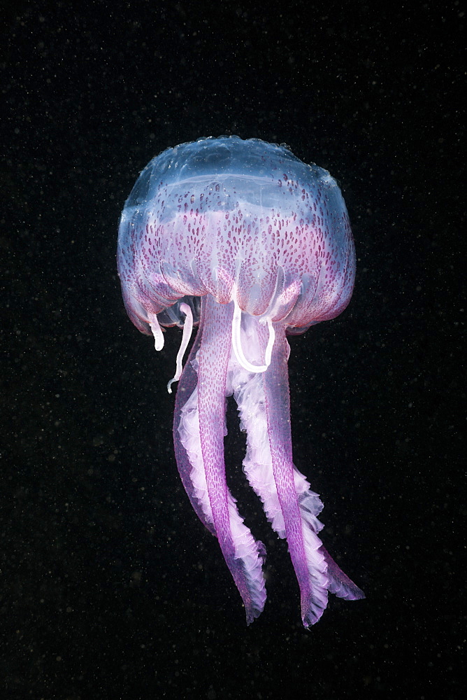 purple stinger luminous purple stinger with nettle threads portrait Spain (Pelagia noctiluca)