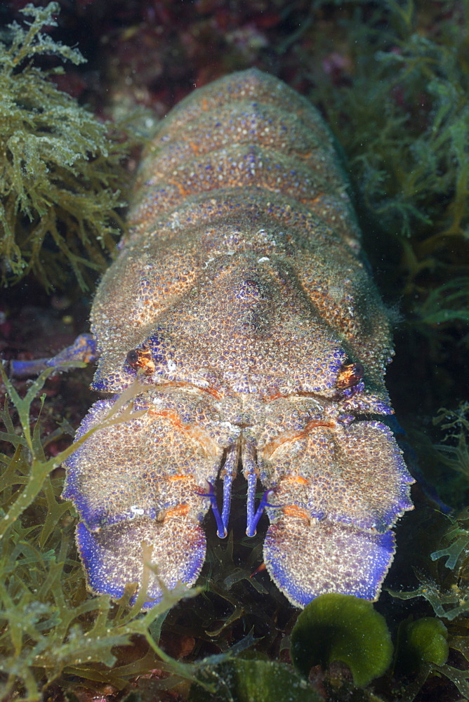 slipper lobster slipper lobster on reef portrait Spain (Scyllarides latus)