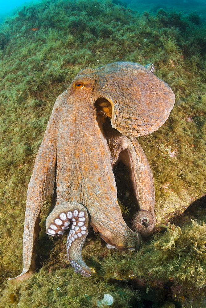 common octopus common octopus on the reef portrait Spain (Octopus vulgaris)