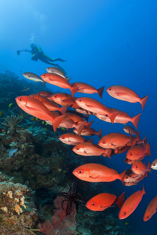 small mouth snapper or pinjalo snapper group swarm of pinjalo snapper swimming over coral reef (Pinjalo lewisi)