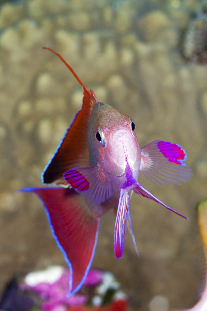 jewel fairy basslet or harem flag basslet jewel fairy basslet portrait front view (Pseudanthias squamipinnis)