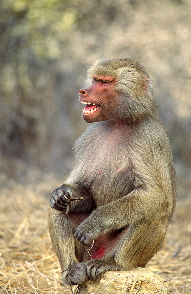 hamadryas baboon