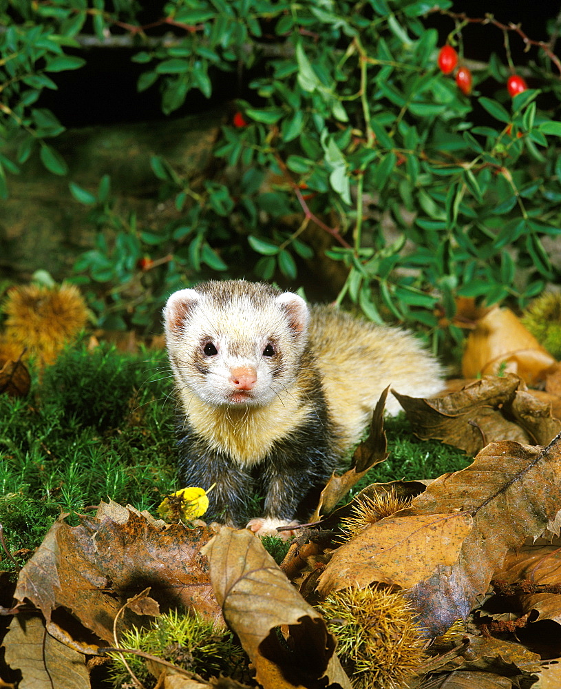 European polecat European polecat mustela putorius adult on moss foliage (Mustela putorius)