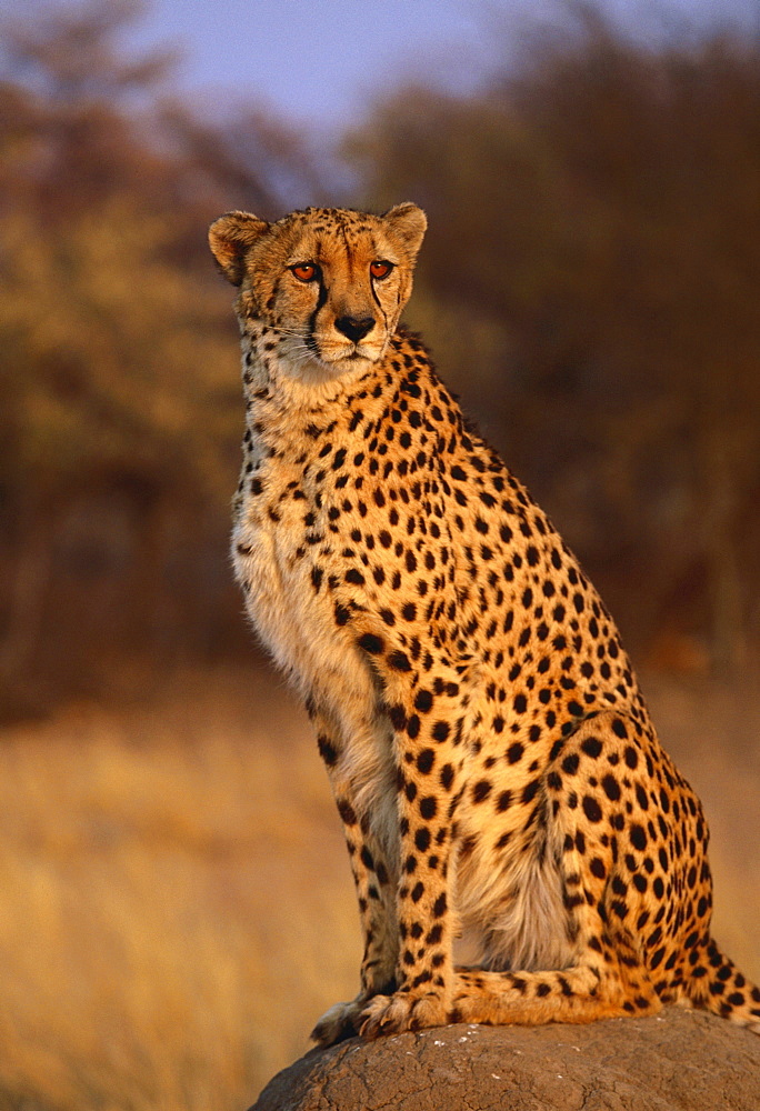 cheetah sitting