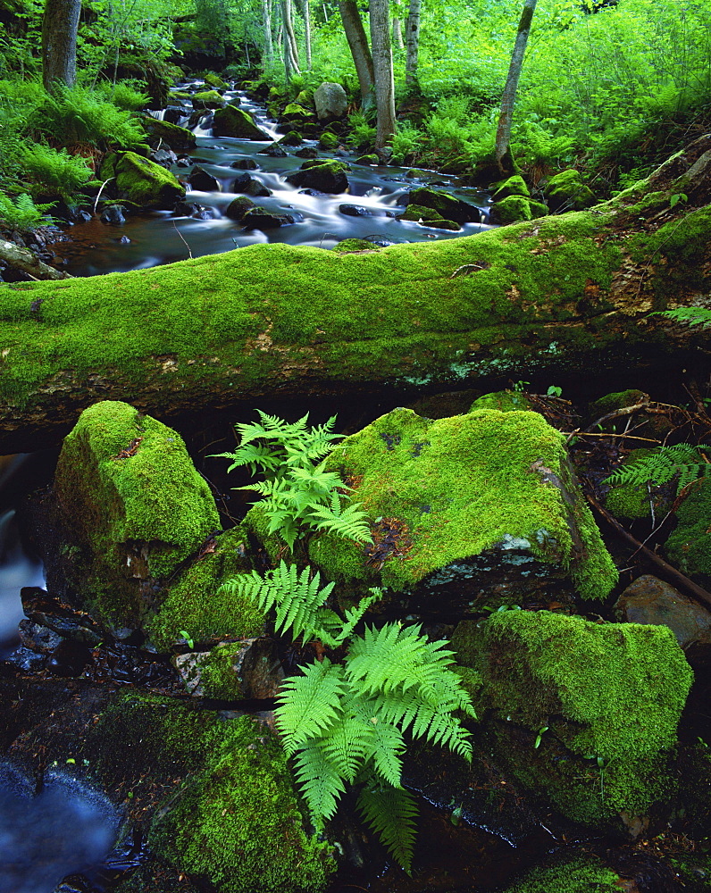 fern group with fern fronds between stones and stem overgrown with moss at wild running river