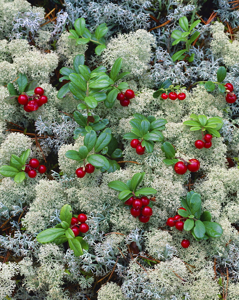 cowberry or red whortleberry