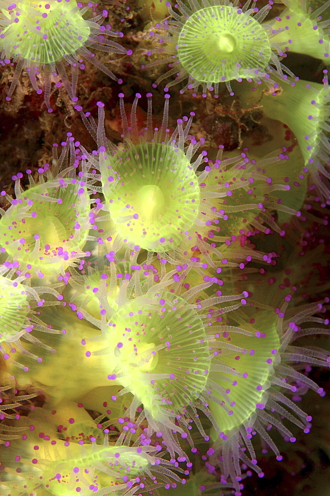 Sea Anemone (Species unknown) The Manacles, Cornwall, UK
Restricted Resolution (please contact us)   (RR)