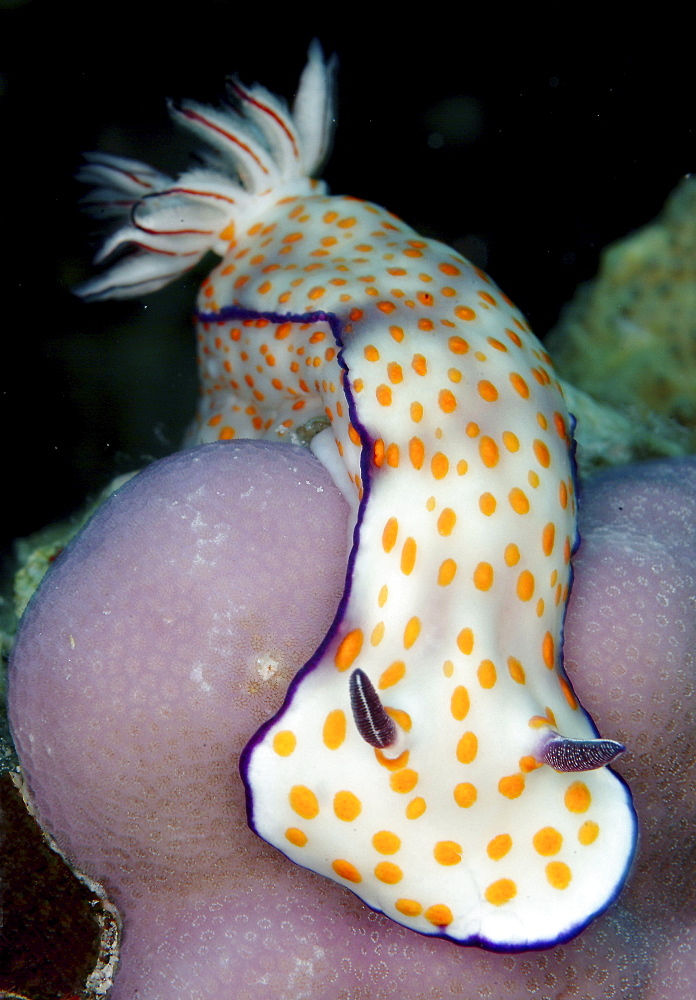 Nudibranch (Ceratosoma trilobatum).
Indo-Pacific
   (RR)