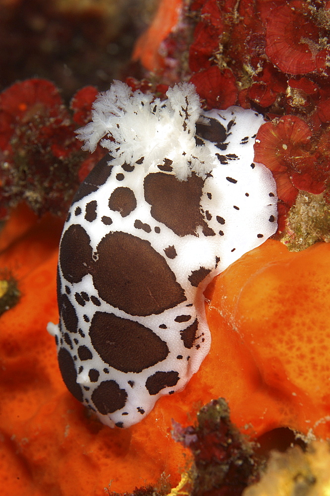 Nudibranch (Species unknown).
Sardinia, Italy

Restricted resolution (Please contact us)   (RR)