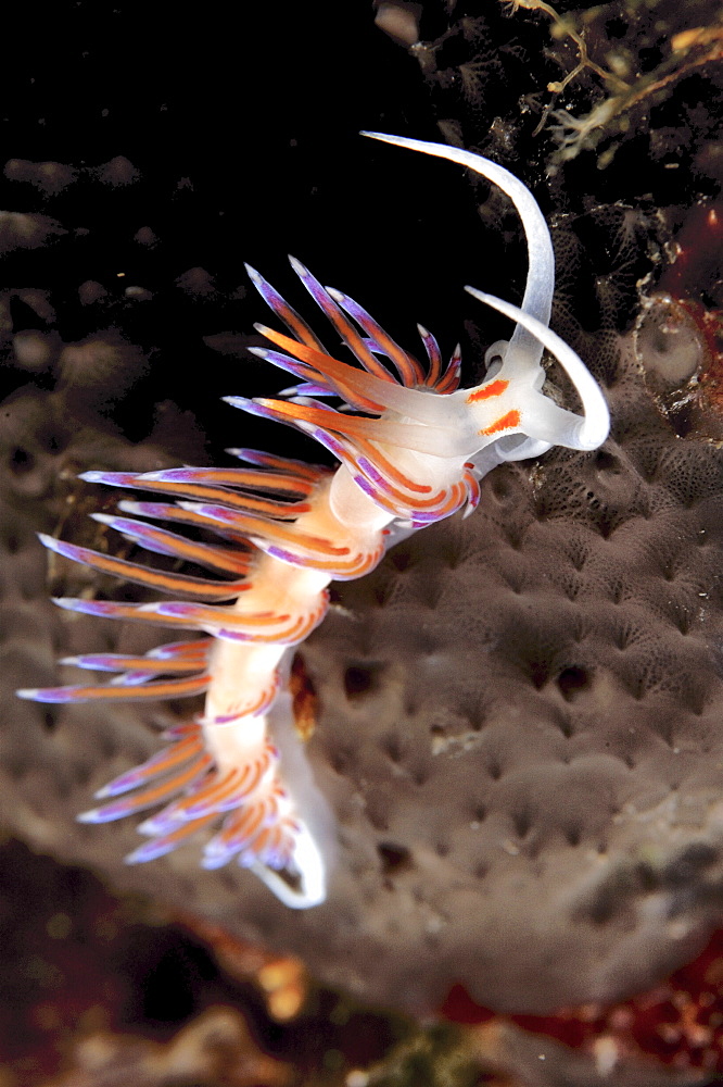 Nudibranch (Cratena peregrina).
Sardinia, Italy
   (RR)