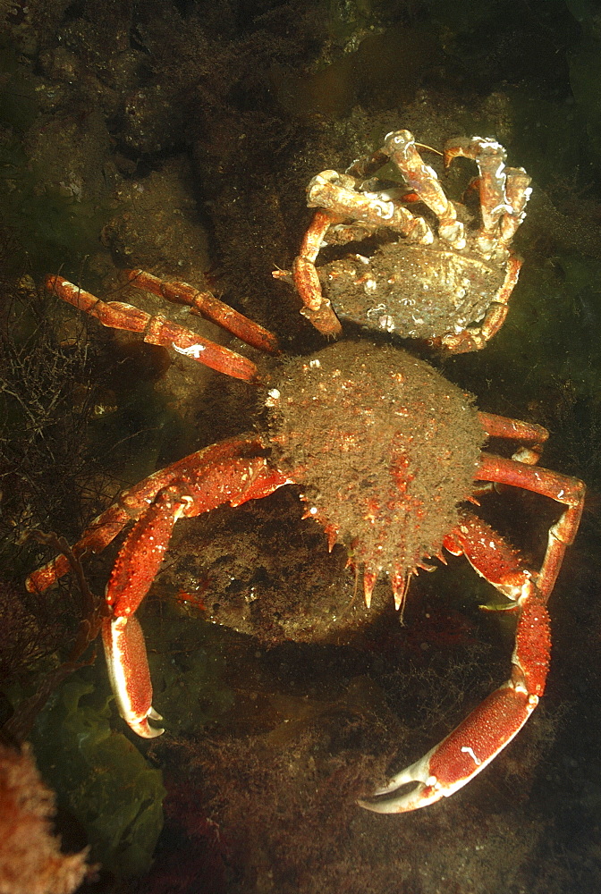 Velvet Swimming Crab (Necora puber) in anemone. Babbacombe, Torquay, South Devon, UK
Restricted resolution (Please contact us).   (RR)