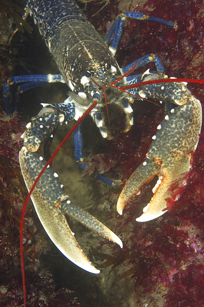 Common lobster (Homarus gammarus). 
Scraggane, The Maharees, County Kerry, Ireland
   (RR)