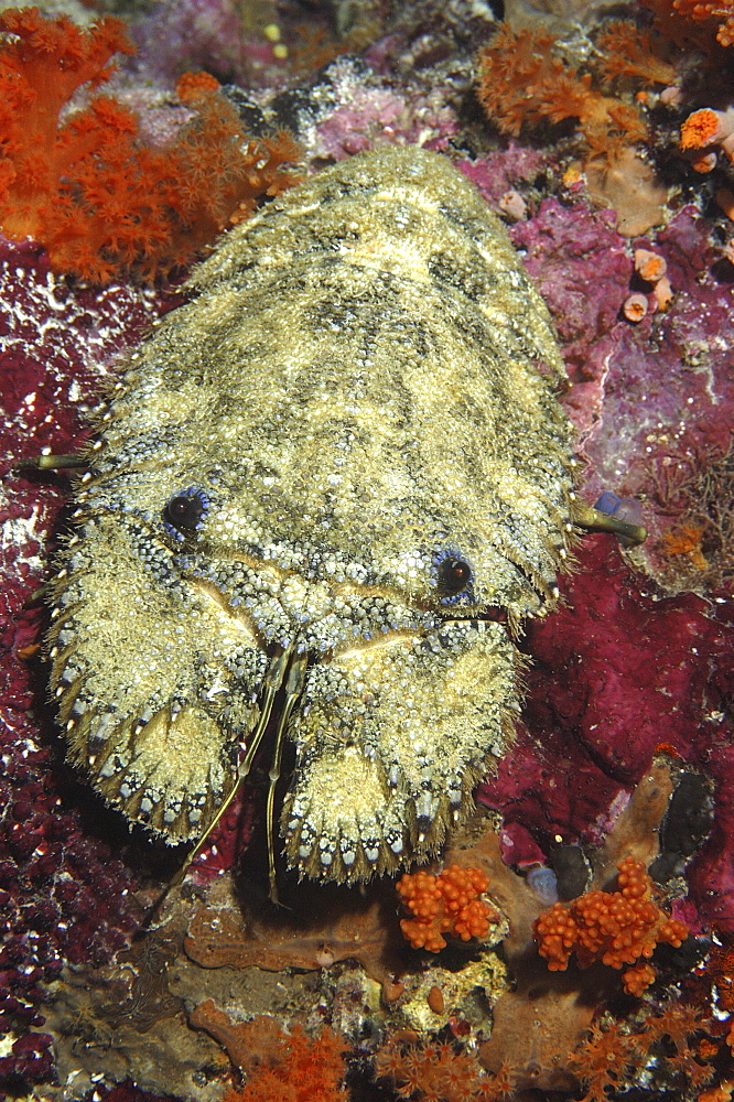 Slipper Lobster (Scyllarides haanii).
Indonesia
   (RR)