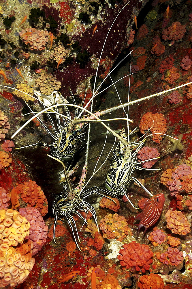 Spiny Lobster (Panulirus femoristriga).
Wakatobi, Onemobaa Island, Indonesia
   (RR)