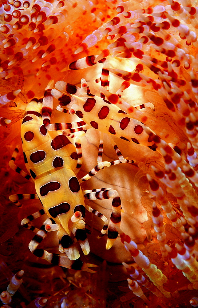 Commensal Shrimps (Sp. Unknown).
Mabul, Sipadan, Borneo, Malaysia, Indo-Pacific.
