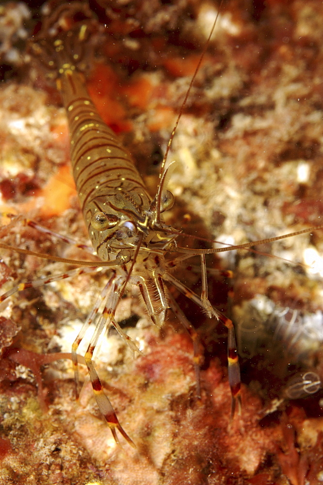 Common Prawn (Palaemon serratus) Babbacombe, Torquay, South Devon, UK
   (RR)