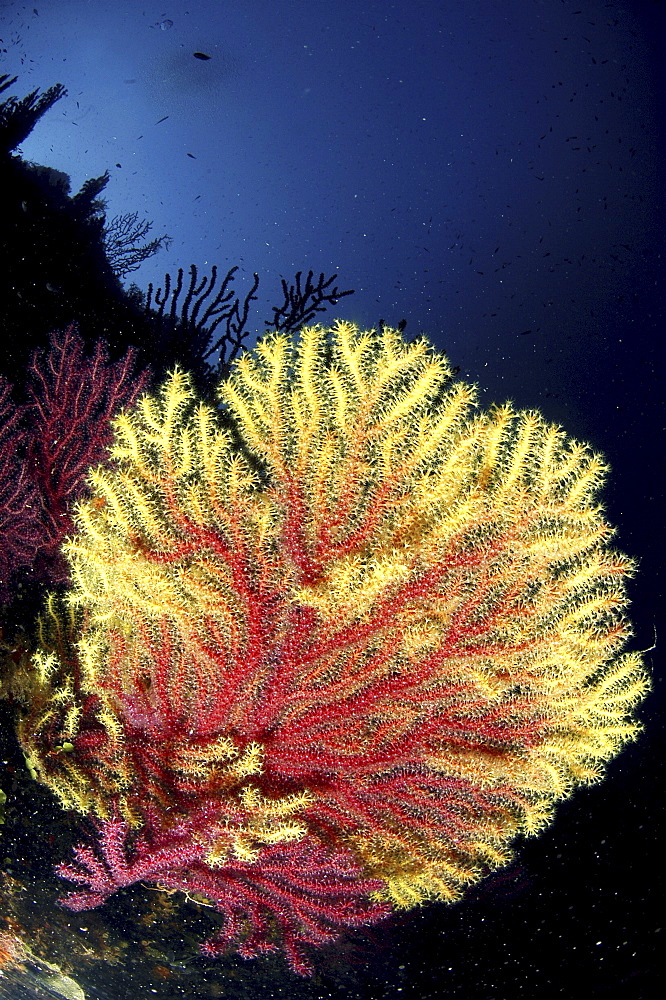 Gorgonian Sea Fan (Gorgonia sp.).
Sardinia, Italy
   (RR)