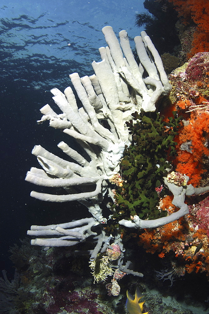 Coral Reef Scene.
Wakatobi, Onemobaa Island, Indonesia
   (RR)