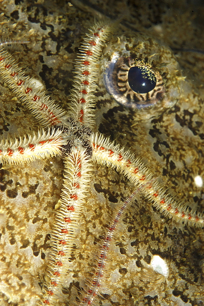 Common Brittlestar (Ophiothrix fragilis) and Anglerfish (Lophius piscatorius).
St Abbs Marine Reserve, Berwickshire, Scotland 
   (RR)