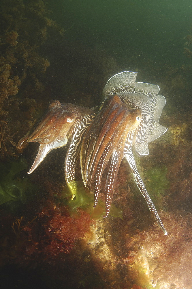 Cuttlefishes (Sepia officinalis) Mating. 
Babbacombe, Torquay, South Devon, UK
   (RR)