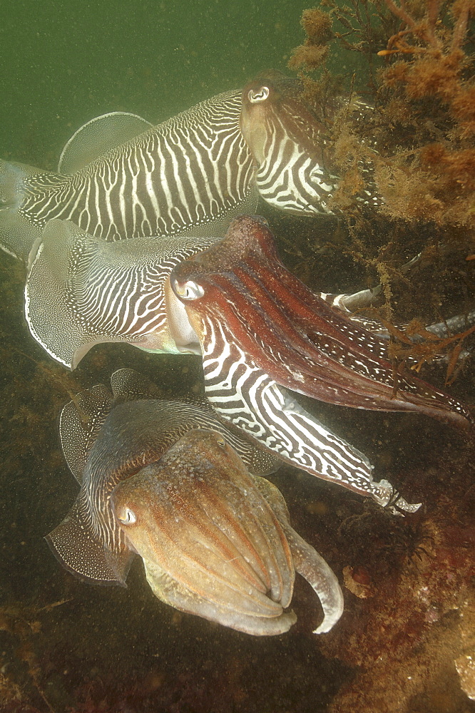 Cuttlefishes (Sepia officinalis).
Babbacombe, Torquay, South Devon, UK
   (RR)