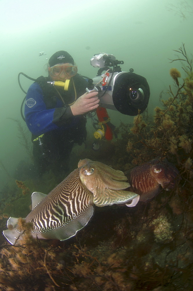 Cuttlefish (Sepia officinalis) Two in courtship/mating, being filmed by diver. 
Babbacombe, Torquay, South Devon, UK
   (RR)