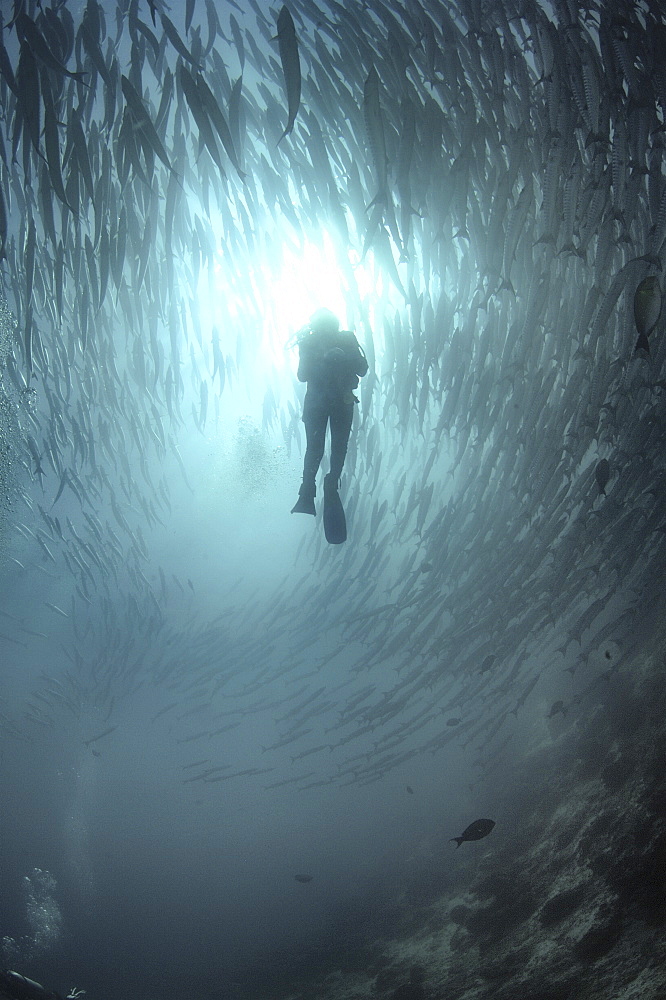 Diver amongst shoal of Blackfin Barracuda (Sphyraena barracuda) Barracuda Point, Sipadan Island, Borneo, Malaysia
   (RR)